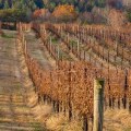 Are vineyards year round?