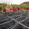 When is vineyard season?
