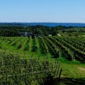 Can vineyards grow anywhere?