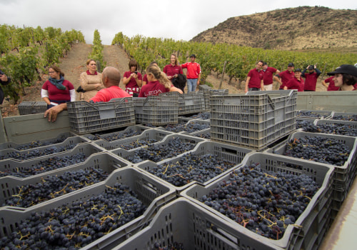 When is vineyard season?